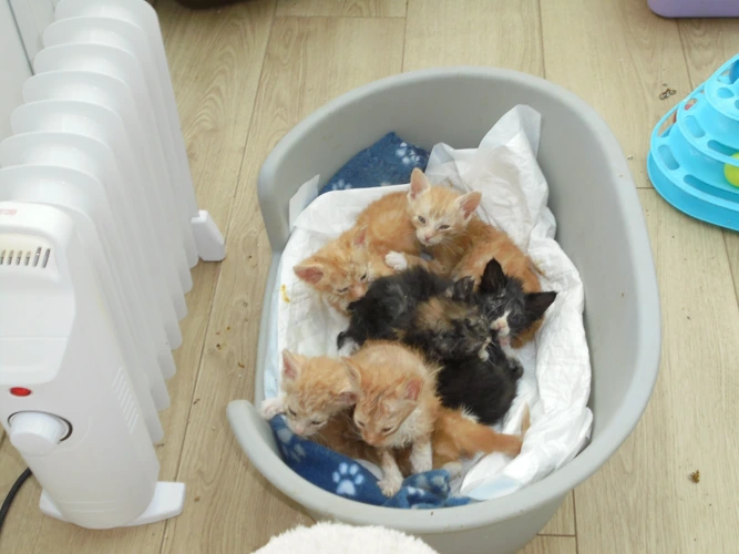 Kittens