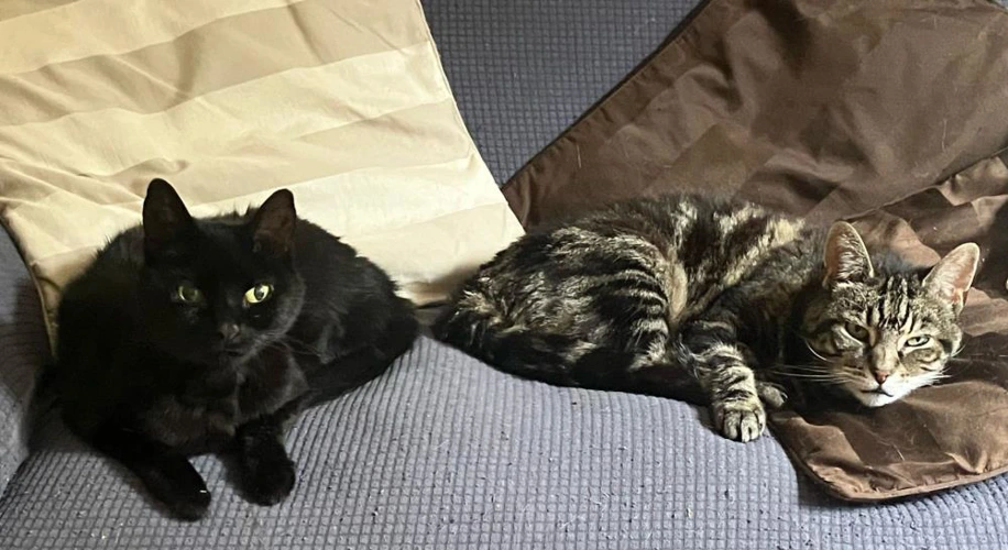 Martini with or without Melody 16year old sisters
