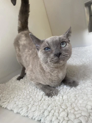 Jeanie