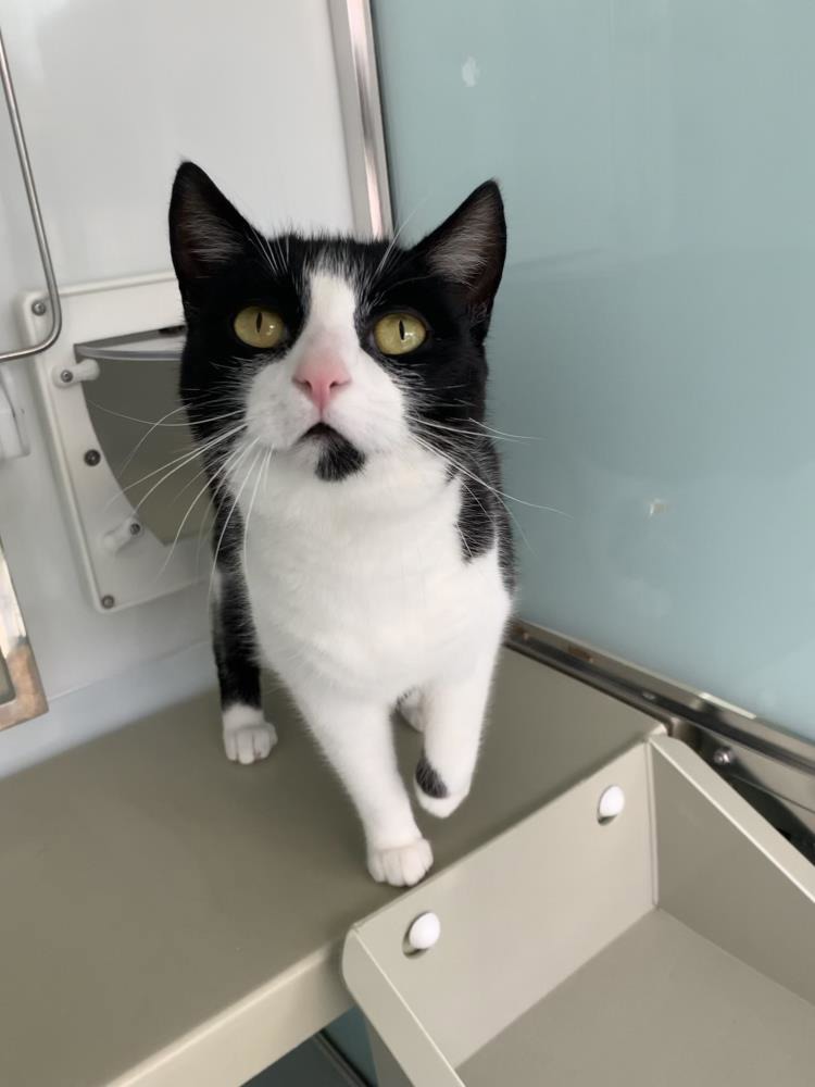 Winnie — Domestic Cat