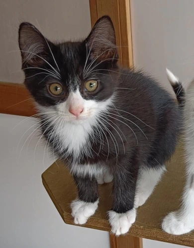 Domino