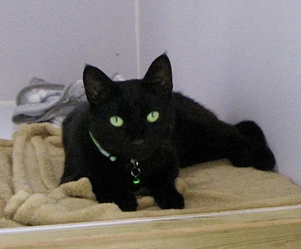 Marmite