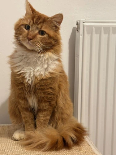 Bagpuss