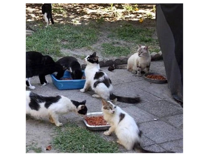 Outside cats looking for new homes