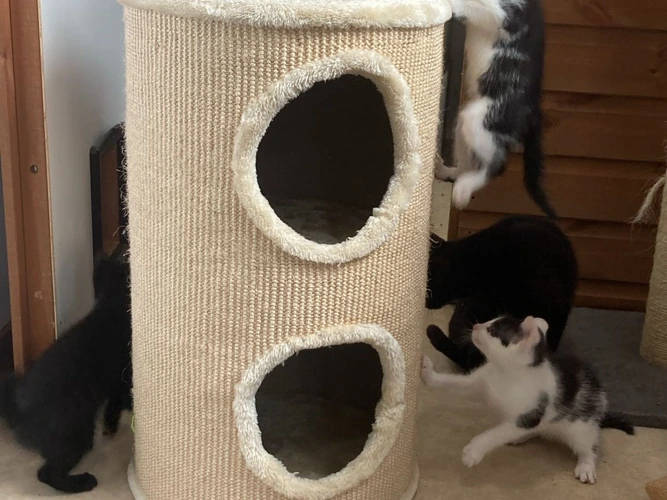 New in - kittens