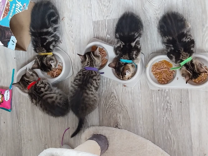 Kittens (2026)