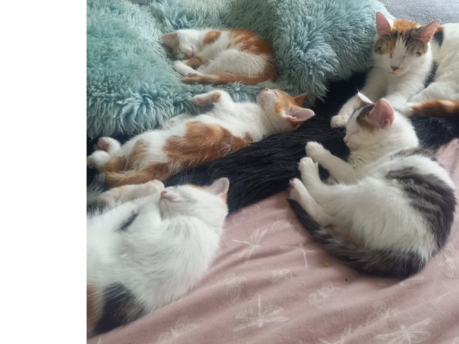 Kittens (2026)