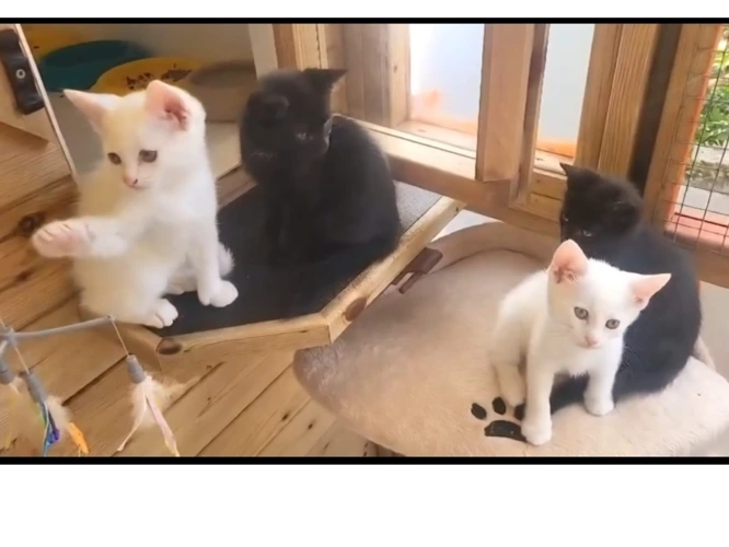 Kittens (2026)