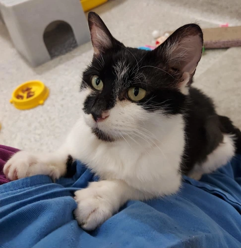 Maggie 7yrs female
