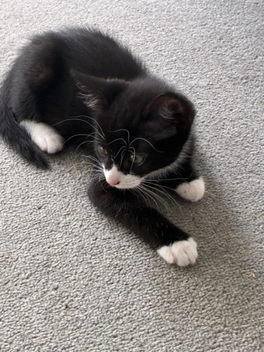Oreo