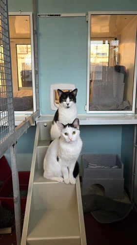 Ghost and Oreo