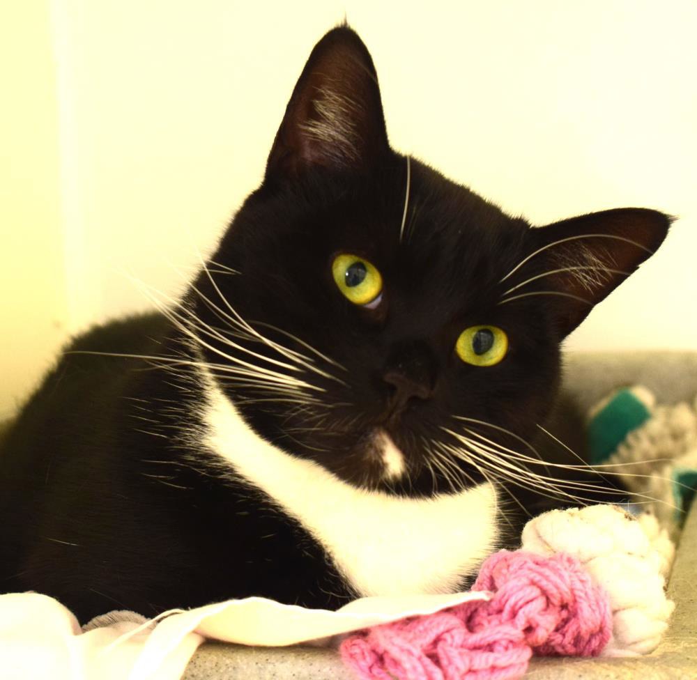 Find a cat near you Adopt a cat Cats Protection