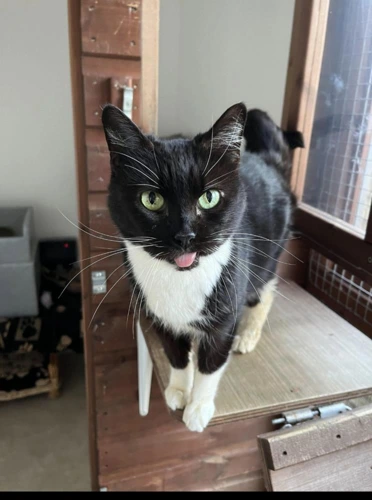 Sooty