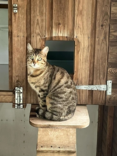 Nala