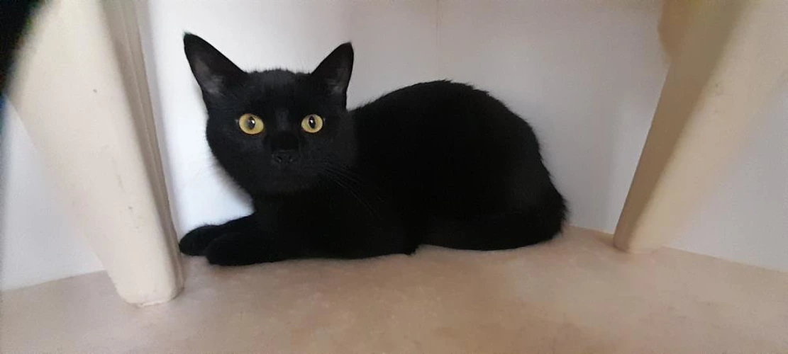 Salem