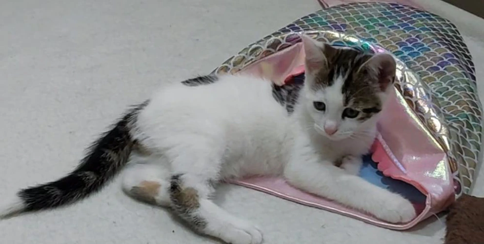 Merlin
