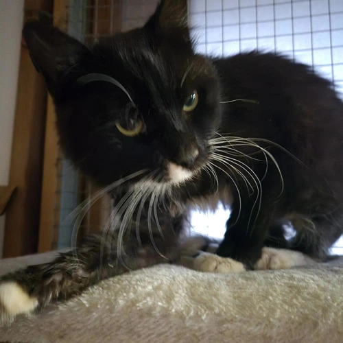 Guiness crown st stray