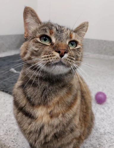 Pebbles