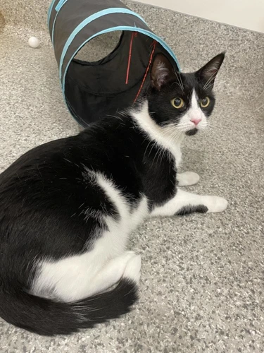 Phoebe 4yrs female