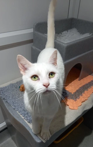 Snowball
