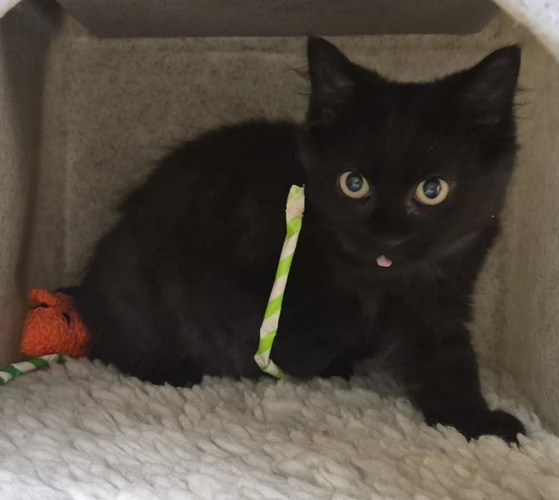 Fenton
