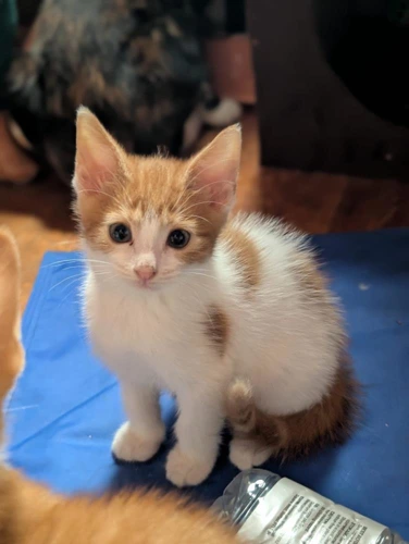 Benny