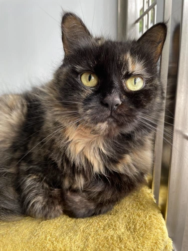 Doris