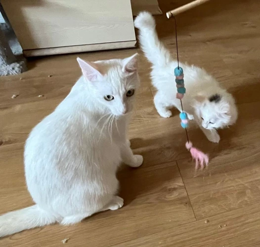 Snowball & Snowflake