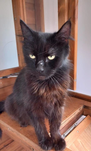 Bagheera