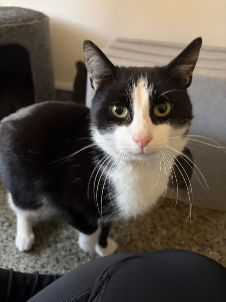 Christian — Domestic Cat