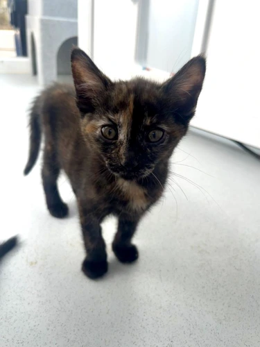Mirabelle