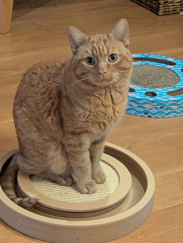 Finn — Domestic Cat