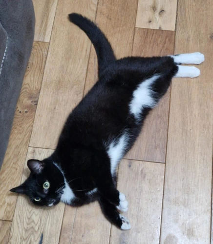 .Skye - 2y old female