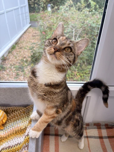 Tilly