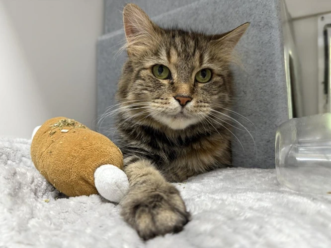 Nala