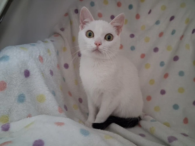 Snowball