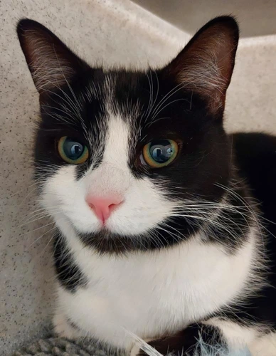 Oreo and Onyx - 2y old sisters