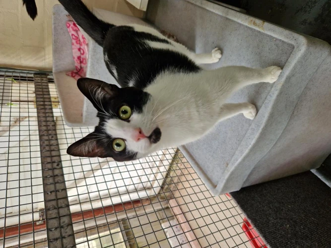 Cats Protection Bolton & Radcliffe