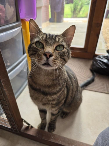 Bonzo