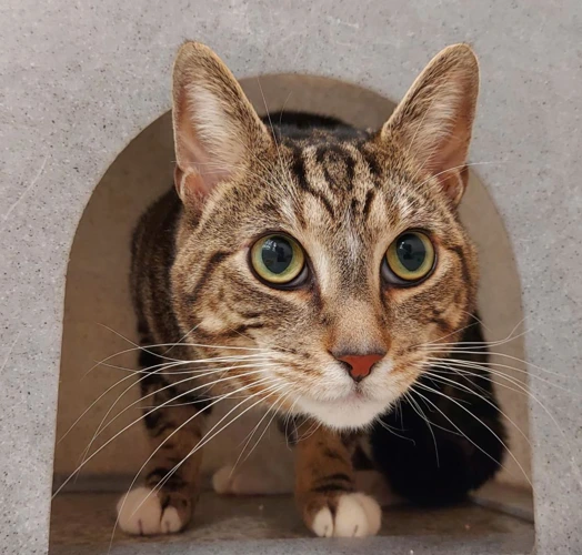 Mishu - 5y old male