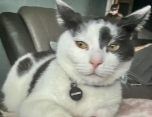 LOKI