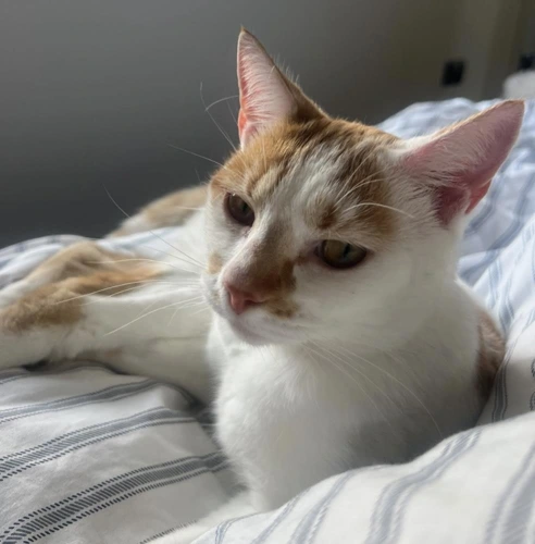 Penelope