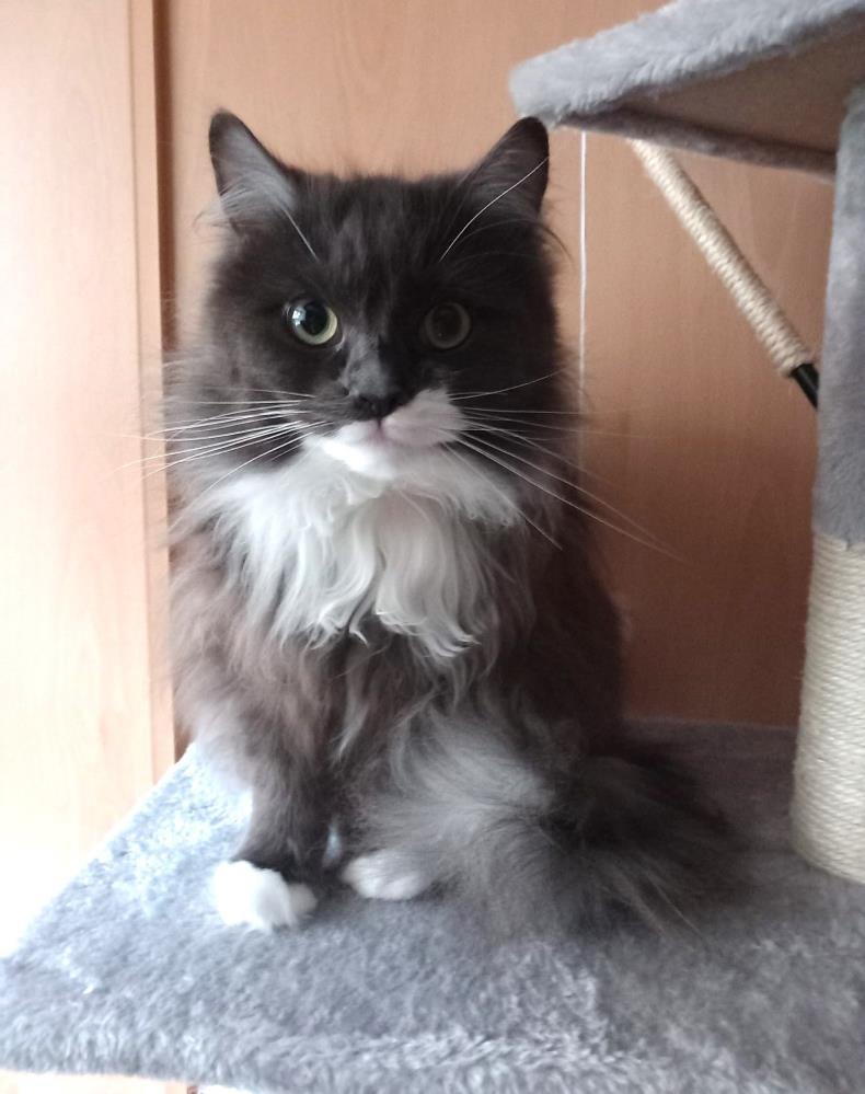 Baby — Domestic Cat