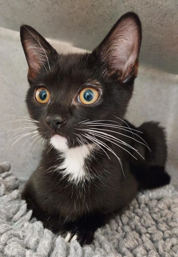 Norman 16w male kitten