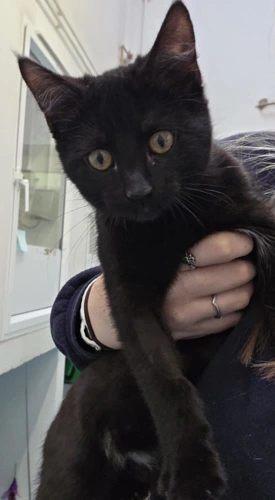 Sooty