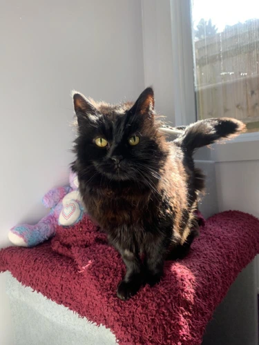Bella Noir