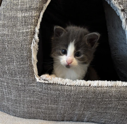 Tom