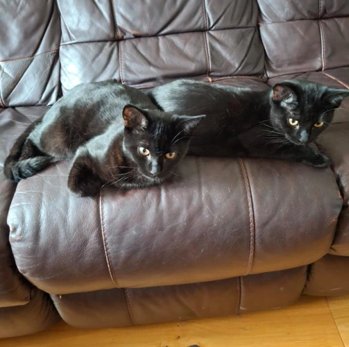 Storm & Bonnie