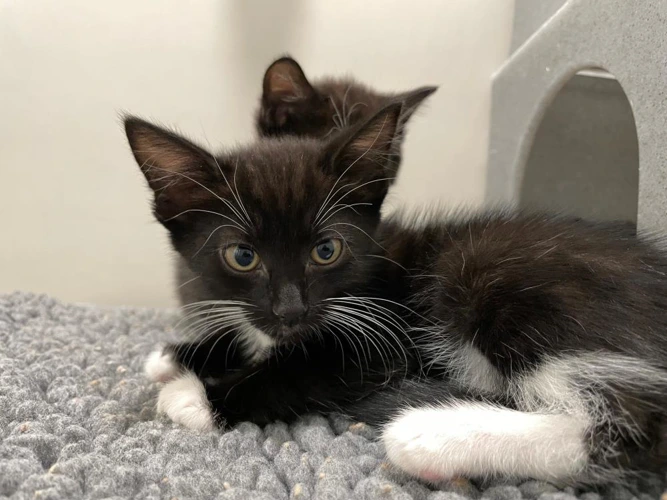 Solomon 9w kitten