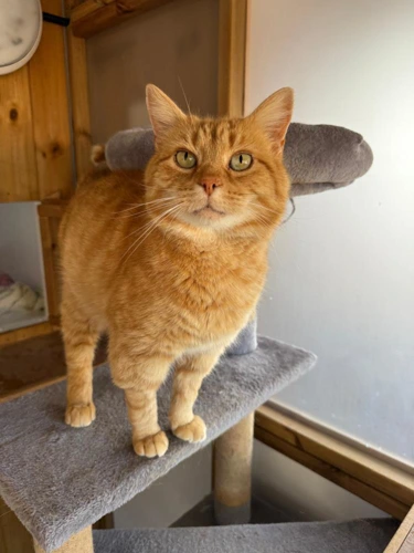 Ginge